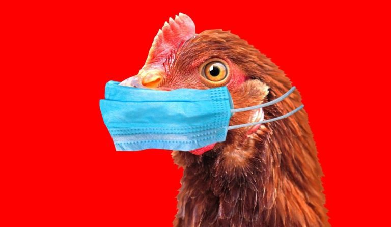 Dr. McCullough warns the bird flu response is a GIANT threat to the food supply...