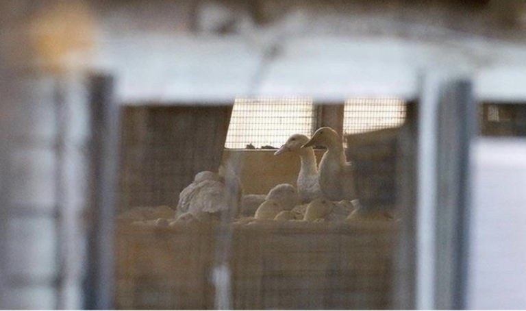 Mexico's health secretary denies death of resident due to bird flu subtype